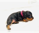 Small Photo #2 Miniature Pinscher Puppy For Sale in LOS ANGELES, CA, USA