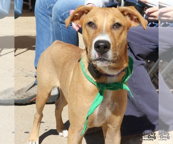 Medium Photo #2 Black Mouth Cur-Unknown Mix Puppy For Sale in Washington, DC, USA