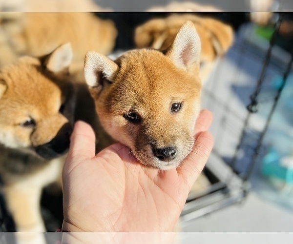 Medium Photo #18 Shiba Inu Puppy For Sale in FREMONT, CA, USA