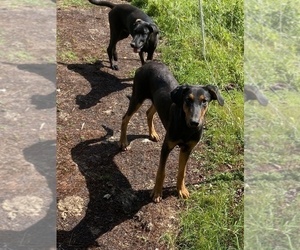 Doberman Pinscher-German Shepherd Dog Mix Dogs for adoption in ELLENVILLE, NY, USA