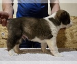 Small #2 Central Asian Shepherd Dog
