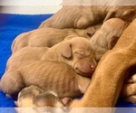 Small Photo #1 Vizsla Puppy For Sale in CLEMONS, IA, USA
