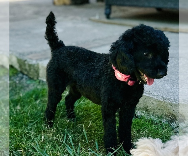 Medium Photo #1 ShihPoo Puppy For Sale in SALEM, OR, USA