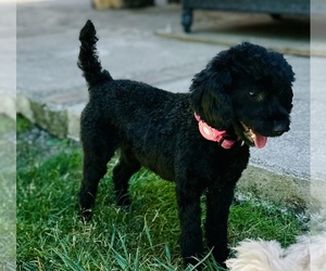Mother of the ShihPoo puppies born on 06/22/2026