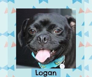 Pug-Unknown Mix Dogs for adoption in Littleton, CO, USA