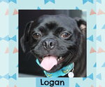 Small Pug Mix