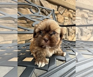 Shih Tzu Puppy for Sale in INDIO, California USA