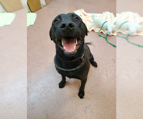 Medium Photo #1 Labrador Retriever Puppy For Sale in Ogden, UT, USA