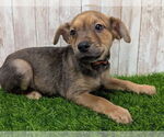 Small #3 Chihuahua Mix