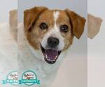 Small Beagle Mix