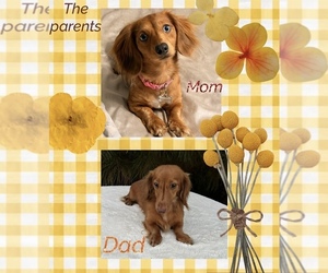 Father of the Dachshund puppies born on 07/13/2026