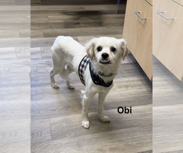 Medium Photo #1 Chihuahua-Unknown Mix Puppy For Sale in Colorado Springs, CO, USA