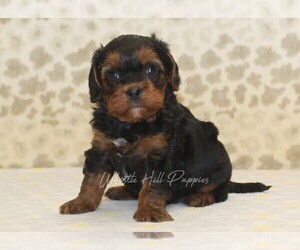 Cavapoo Puppy for sale in DENVER, PA, USA