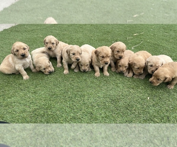 Medium Photo #5 Golden Retriever Puppy For Sale in GRANITE BAY, CA, USA