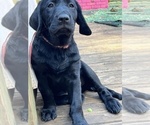 Small Photo #3 Labrador Retriever Puppy For Sale in MARIETTA, GA, USA