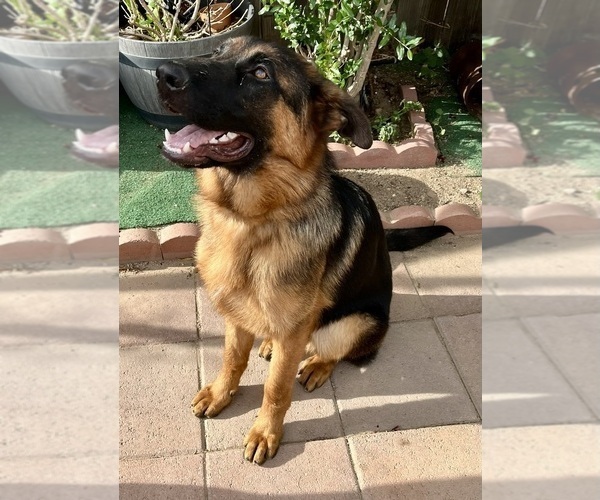 Medium Photo #11 German Shepherd Dog Puppy For Sale in HESPERIA, CA, USA