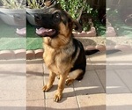 Small Photo #11 German Shepherd Dog Puppy For Sale in HESPERIA, CA, USA