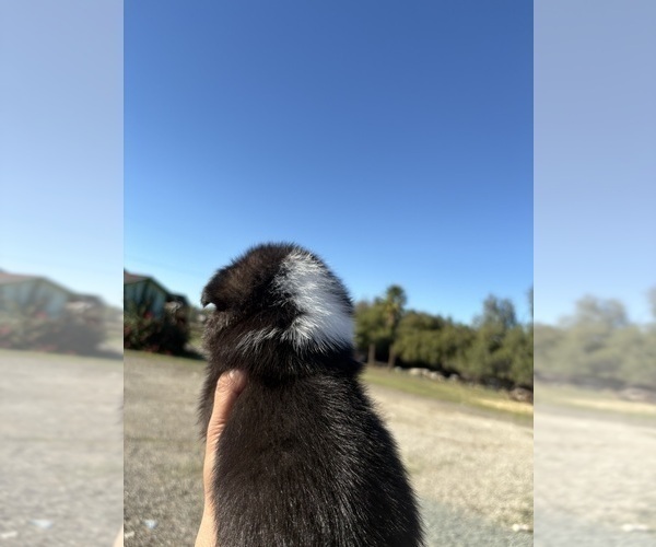 Medium Photo #5 Pembroke Welsh Corgi Puppy For Sale in OAKLEY, CA, USA