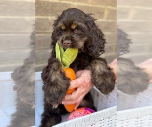 Father of the Cocker Spaniel puppies born on 04/24/2025