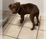 Small #3 Labrador Retriever Mix