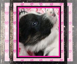 Small Photo #6 Pembroke Welsh Corgi Puppy For Sale in LOGAN, NM, USA