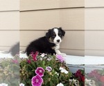 Puppy MI Australian Shepherd
