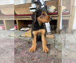 Small #1 Airedale Terrier