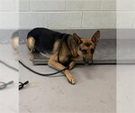 Small German Shepherd Dog