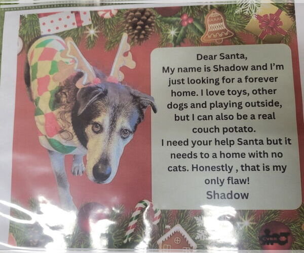 Medium Photo #4 Retriever -Unknown Mix Puppy For Sale in Lindsay, CA, USA