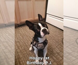 Father of the Boston Terrier puppies born on 01/11/2023