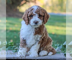 Goldendoodle (Miniature) Puppy for sale in LITITZ, PA, USA