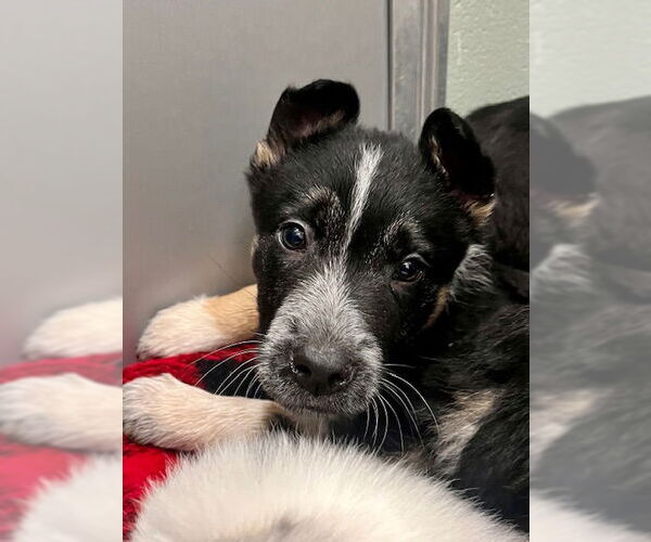 Medium Photo #2 Mutt Puppy For Sale in Webster, WI, USA