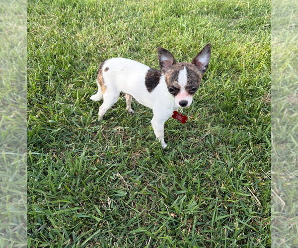 Medium Photo #4 Chihuahua-Unknown Mix Puppy For Sale in Grafton, WI, USA