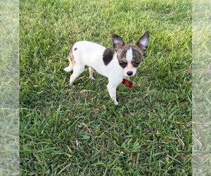 Chihuahua-Unknown Mix Dogs for adoption in Grafton, WI, USA
