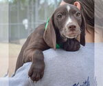 Small #4 Bagle Hound