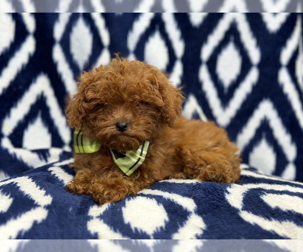Medium Photo #12 Cavapoo Puppy For Sale in LAKELAND, FL, USA