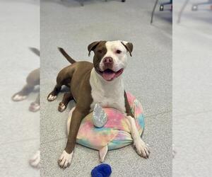 American Bulldog Dogs for adoption in Toronto, Ontario, Canada