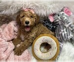 Puppy Sandy Goldendoodle (Miniature)