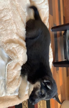 Medium Photo #11 German Shepherd Dog-Siberian Husky Mix Puppy For Sale in HARRISON, AR, USA