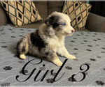 Small #1 Australian Shepherd