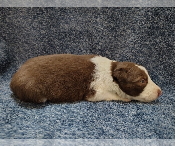 Medium Photo #22 Border Collie Puppy For Sale in NORBORNE, MO, USA