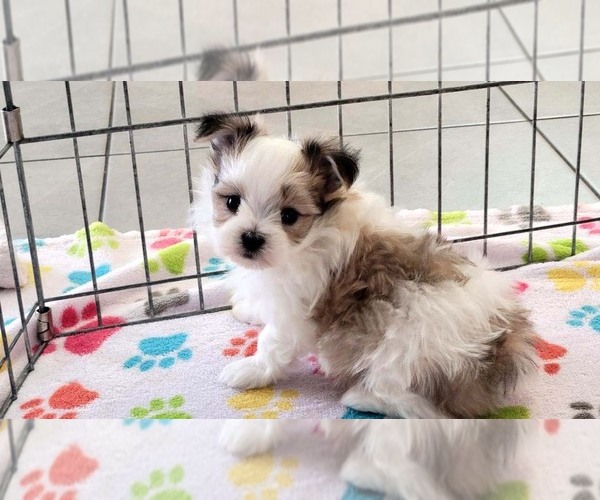 Medium Photo #11 Papitese Puppy For Sale in ORO VALLEY, AZ, USA