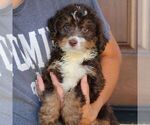 Biscuit - Male Bernedoodle (Miniature) Puppy for Sale - Photo #4