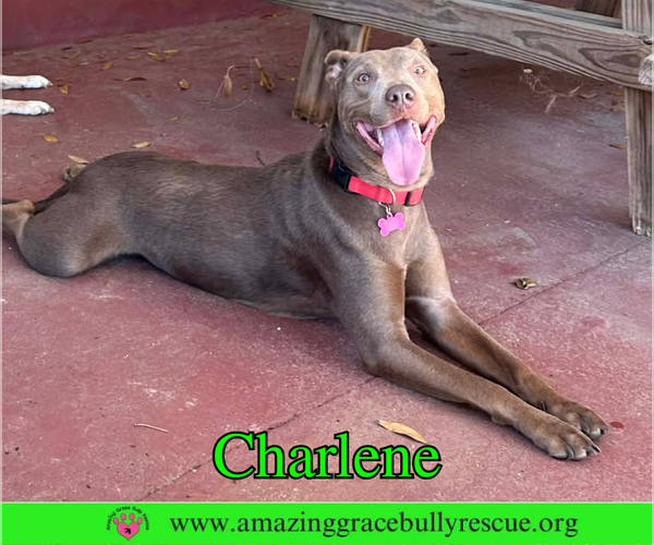 Medium Photo #7 Labrador Retriever-Unknown Mix Puppy For Sale in Milton, FL, USA