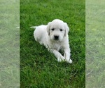 Puppy 3 English Cream Golden Retriever