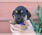 Small #4 Jug-Treeing Walker Coonhound Mix