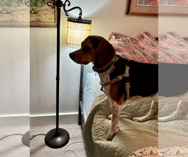 Medium Photo #8 Beagle Puppy For Sale in Tampa, FL, USA