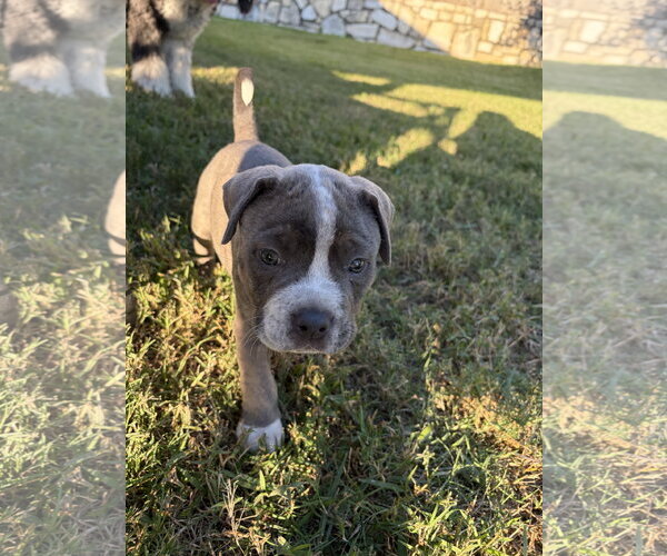 Medium Photo #1 American Bulldog-Unknown Mix Puppy For Sale in The Woodlands, TX, USA