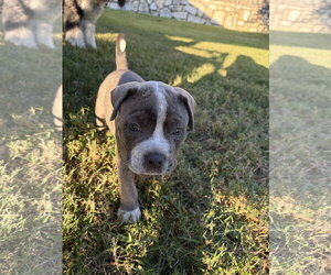 American Bulldog-Unknown Mix Dogs for adoption in The Woodlands, TX, USA