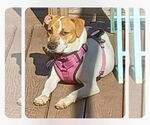 Small #2 American Pit Bull Terrier Mix